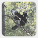 Search for black raven birds stickers Ravens