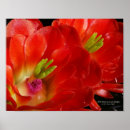 Search for cactus flower posters Arizona