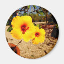 Search for beautiful blossom magnets Bloom
