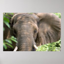 Search for african animals posters Portrait
