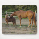 Search for palomino electronics Equine