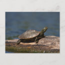 Search for turtle painting postcards Animal