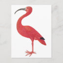 Search for flamingo postcards Retro