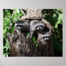 Search for amigo posters Animal