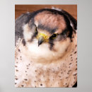 Search for falcons posters Animal