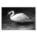 Search for black swan posters Photograph