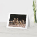 Search for praries Prairie dog