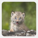 Search for lynx stickers Nature
