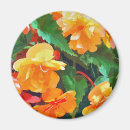Search for begonia magnets Nature