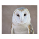 Search for owl posters Picture