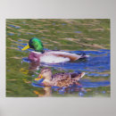 Search for mallard duck painting posters Birds