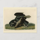 Search for black vulture postcards Coragyps atratus