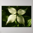 Search for dogwoods posters Dogwood blossom