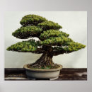 Search for bonsai tree posters Pine