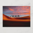 Search for camel postcards United arab emirates