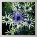 Search for scottish thistle posters Purple