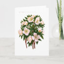 Search for rose christmas cards Botanical