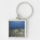 Search for fish swimming key rings Animal
