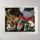 Search for vintage botanical mushrooms posters Plants