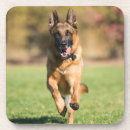 Search for german shepherd coasters Dog