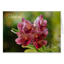 Search for vanda Vanda orchid