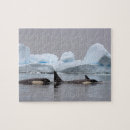 Search for orca whale puzzles Marine mammal