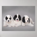 Search for landseer newfoundland White