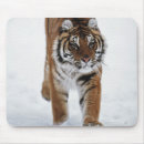 Search for siberian cat mousepads Feline