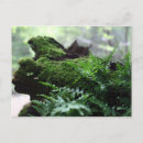 Search for fern postcards Forest