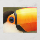 Search for brazil toucan postcards Nature