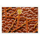 Search for micrography postcards Botany