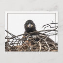 Search for nestled postcards Nestling