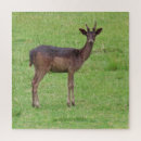 Search for deer antlers puzzles Forest