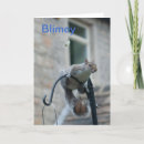 Search for squirrel picture cards Squirrels