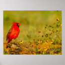 Search for gordon posters Bird