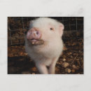 Search for swine postcards Farm