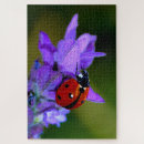 Search for ladybug puzzles Garden