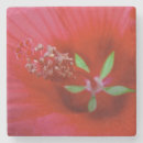 Search for macro coasters Floral