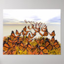 Search for beautiful monarch butterfly posters Orange