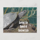 Search for funny turtles postcards Retirement