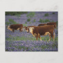 Search for hereford cow postcards Farm