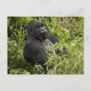 Search for mountain gorillas postcards Species