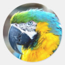 Search for ara stickers Tropical