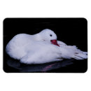 Search for waterfowl magnets White