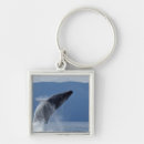Search for humpback whale key rings Nature