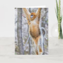 Search for primate pics cards Wildlife