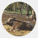 Search for hay stickers Cow