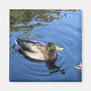 Search for mallards magnets Duck