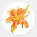 Search for daylily stickers Orange