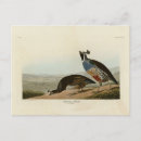 Search for partridge postcards Illustration